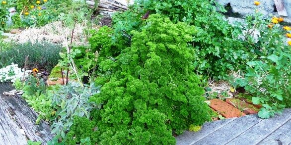 herbs for drying; parsley and sage