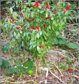 Intercropping - polyculture chillies and vines