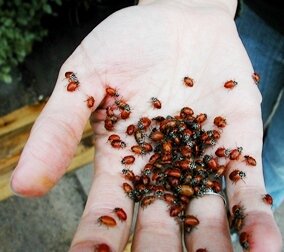handful of ladybugs
