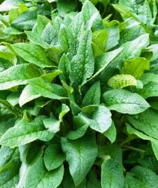 making comfrey tea - comfrey plant