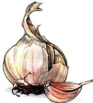 Making herb vinegars - garlic bulb