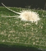 mealybugs are a common garden pest