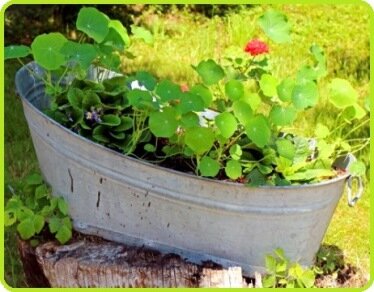 nasturtiums in tub