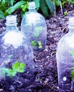 Natural pest control - bottle cloches