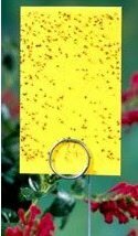 Sticky yellow traps for bug control in garden