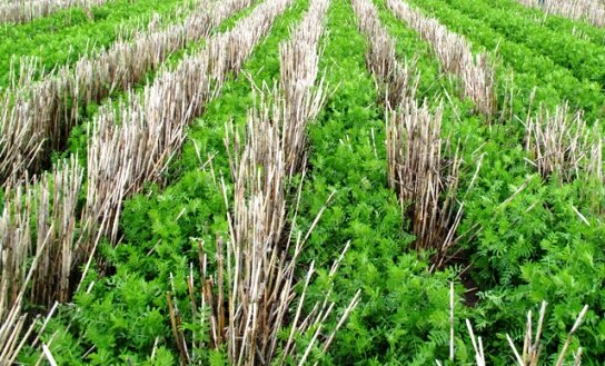 No-till crop