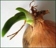 stored onions sprouting