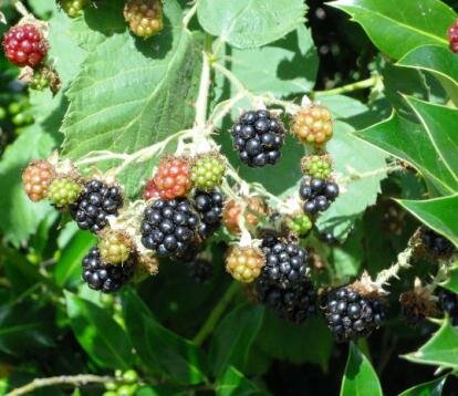 How to kill blackberry weeds