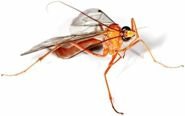 Parasitic wasp