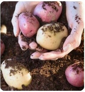 How to grow potatoes - just dug spuds