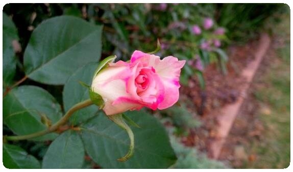 pink and white rose