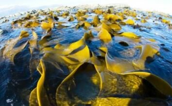 Seaweed for fertilizing garden