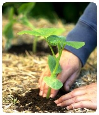 planting vegetable seedlings in compost and straw