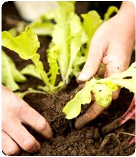 Starting seedlings indoors - transplanting lettuce seedlings