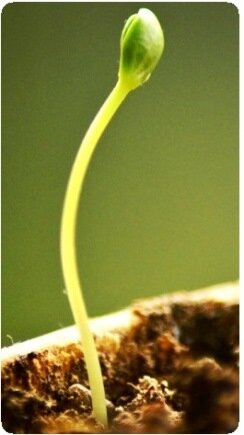 Vegetable seedling sprouting