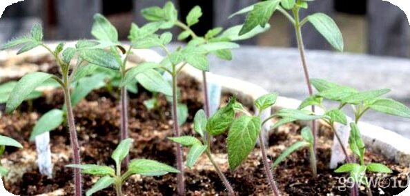 Vegetable seedlings in tray