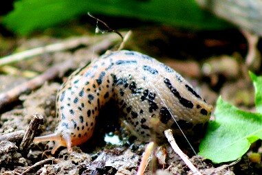 beneficial slug eats organic matter
