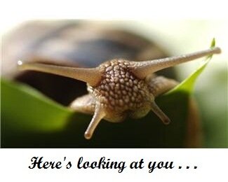 Slug control - slug front on