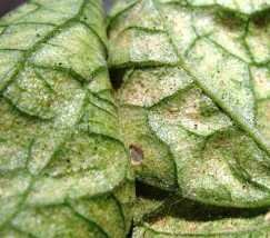 spider mites garden pests