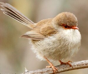 backyard birds, wrens