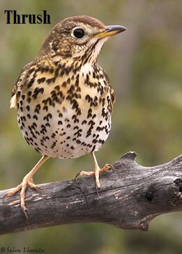 Thrush in garden