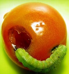 Growing Tomatoes - caterpillar eating tomato
