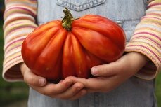 Gardening activities for kids - growing a huge tomato