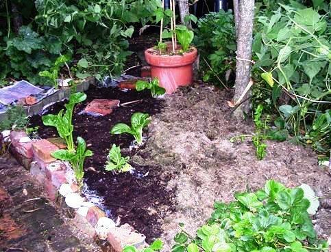 Adding mulch to layered garden after first season