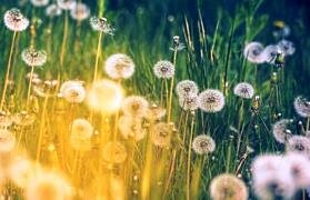 wild dandelion weeds in eco garden