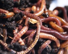 Worm composting - red wigglers vermiculture