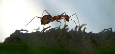 Garden ant control - ant sillouete
