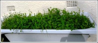 Bath as raised garden bed growing mustard cress