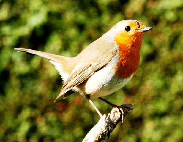 Robin redbreast perching on branch