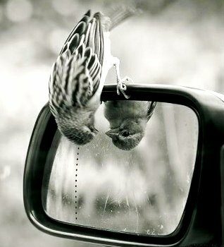 bird perching on car mirrow