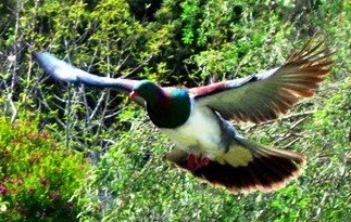 Bird. NZ wood pigeon