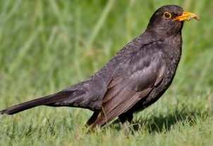 blackbird with worm