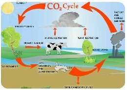 Carbon cycle infographic