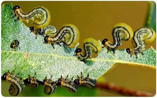 caterpillar control in garden
