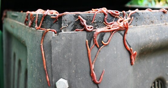 Worms in compost bin