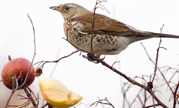 birds, encouraging birds into garden, sparrow