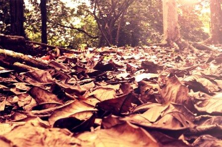 Fall, autumn dried leaves for garden