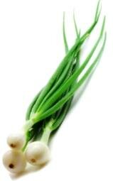 growing spring onions