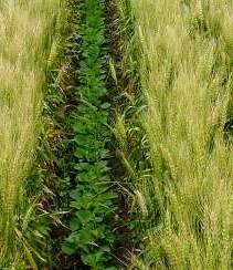 Intercropping field of two sorts of plants