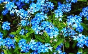 pretty blue small flowers