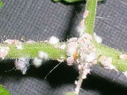 mealybugs are common garden pests