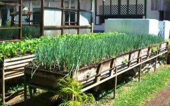 High raised bed