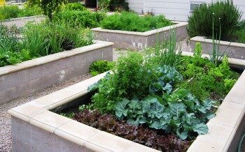 raised wooden bed gardens