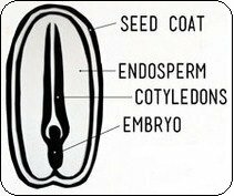 Seed germination guide - diagram of seed