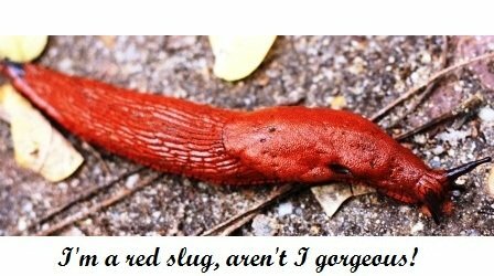 Organic garden slug control - red slug