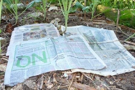 Smothering grass weeds with paper